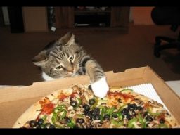 Cats Stealing Pizza Compilation